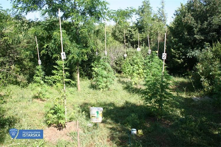 Pulska policija nastavlja nepoštednu borbu protiv opasne droge
